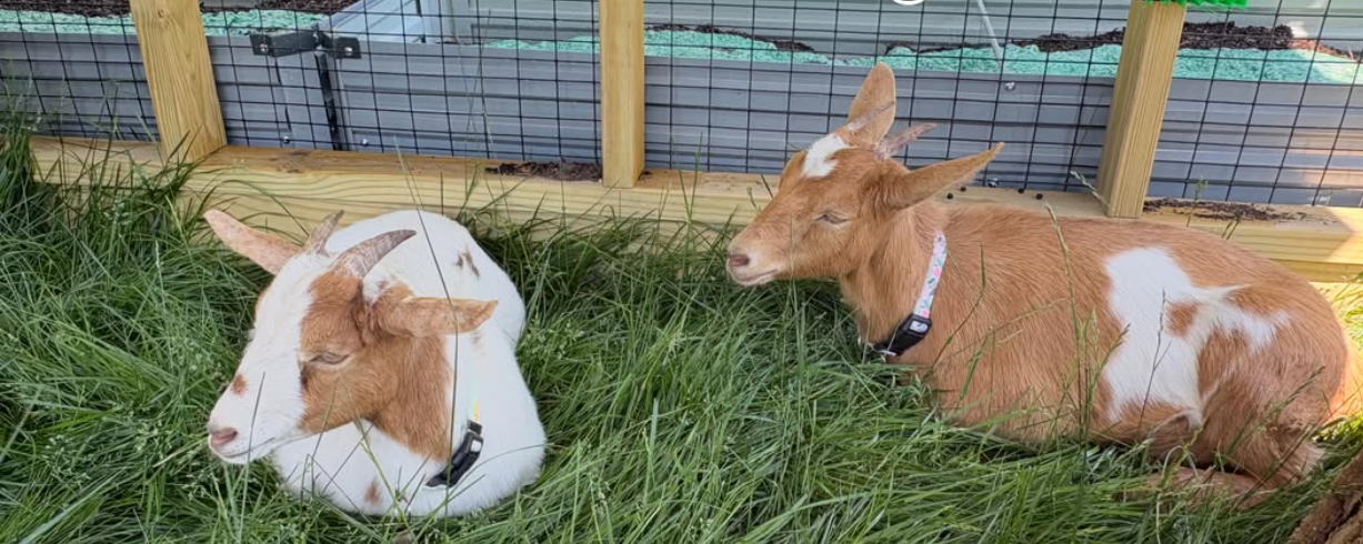 Peanut Butter and Jelly inside the goat barn